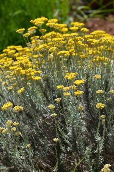 Helichrysum italicum Helichrysum italicum