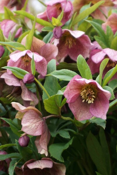 Helleborus orientalis Helleborus orientalis