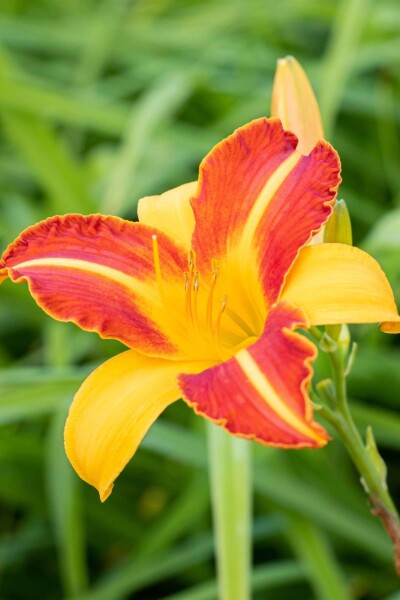 Hemerocallis 'Frans Hals'