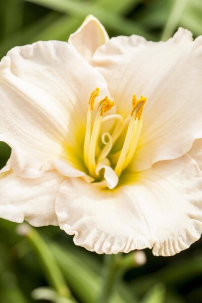 Hemerocallis 'Gentle Shepherd' Hemerocallis 'Gentle Shepherd'