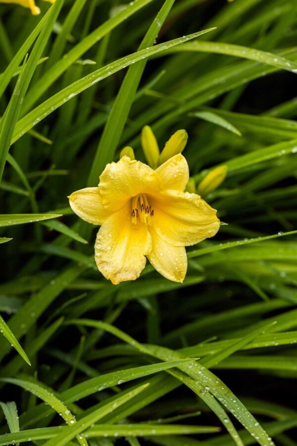 Daglilja Hemerocallis 'Happy Returns' 5-10 i kruka P9 Hemerocallis 'Happy Returns'