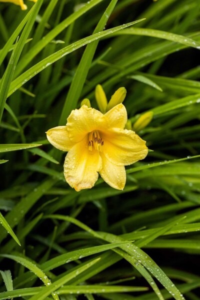 Hemerocallis 'Happy Returns' Hemerocallis 'Happy Returns'