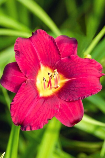 Hemerocallis 'Pardon Me' Hemerocallis 'Pardon Me'