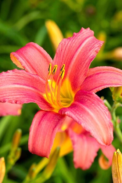 Hemerocallis 'Pink Damask' Hemerocallis 'Pink Damask'
