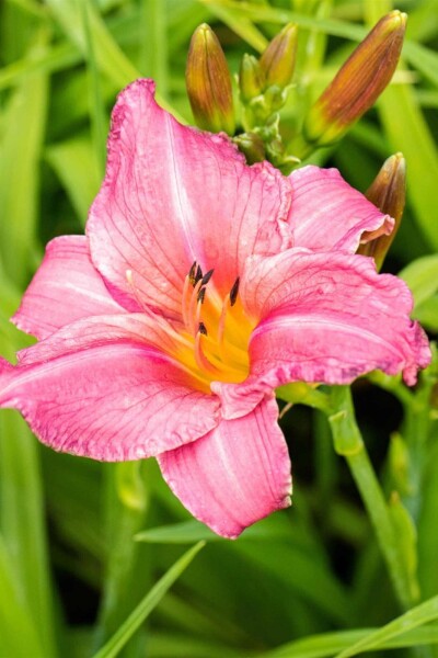 Hemerocallis 'Summer Wine' Hemerocallis 'Summer Wine'