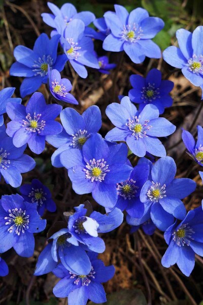 Hepatica nobilis Hepatica nobilis