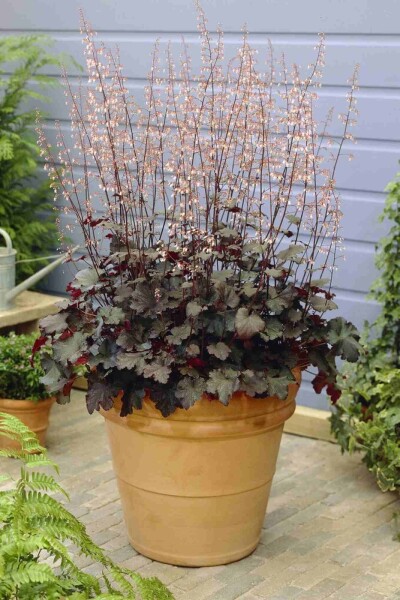 Heuchera micrantha 'Black Beauty' Heuchera micrantha 'Black Beauty'