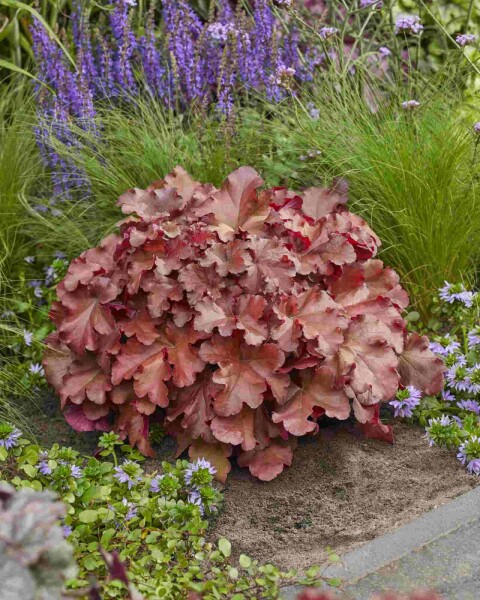 Heuchera 'Boysenberry' Heuchera 'Boysenberry'