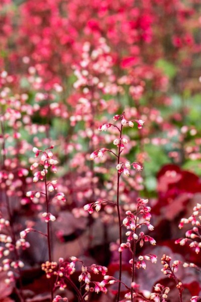 Heuchera micrantha 'Fire Chief' Heuchera micrantha 'Fire Chief'