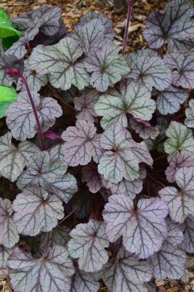 Heuchera 'Frosted Violet' Heuchera 'Frosted Violet'