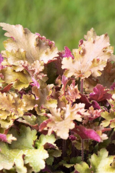 Heuchera villosa 'Marmalade' Heuchera villosa 'Marmalade'
