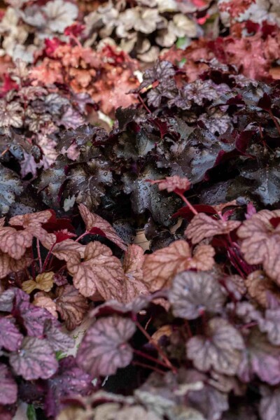 Heuchera micrantha 'Obsidian' Heuchera micrantha 'Obsidian'
