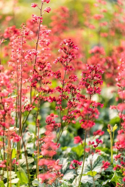 Heuchera micrantha 'Paris' Heuchera micrantha 'Paris'