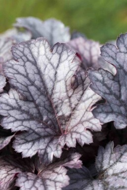 Heuchera micrantha 'Plum Pudding'