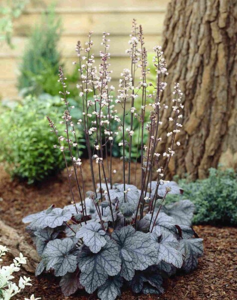 Heuchera micrantha 'Silver Scrolls' Heuchera micrantha 'Silver Scrolls'