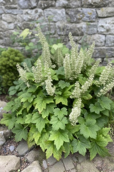 Heuchera villosa 'Chantilly'