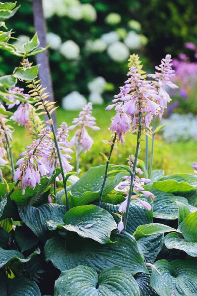 Hosta sieboldiana 'Big Daddy' Hosta sieboldiana 'Big Daddy'