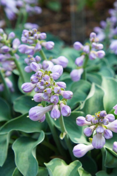 Hosta tokudama 'Blue Mouse Ears' Hosta tokudama 'Blue Mouse Ears'