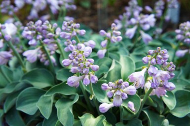Hosta tokudama 'Blue Mouse Ears'
