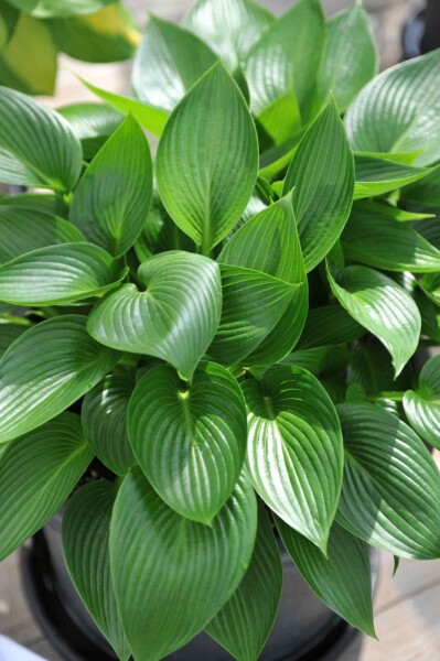 Hosta tardiana 'Devon Green' Hosta tardiana 'Devon Green'
