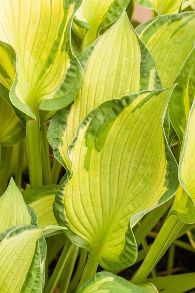 Hosta tardiana 'June' Hosta tardiana 'June'