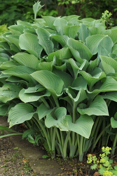 Hosta nigrescens 'Krossa Regal' Hosta nigrescens 'Krossa Regal'