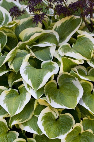 Hosta 'Wide Brim' Hosta 'Wide Brim'