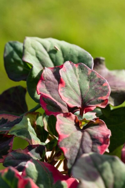 Houttuynia cordata 'Chameleon' Houttuynia cordata 'Chameleon'