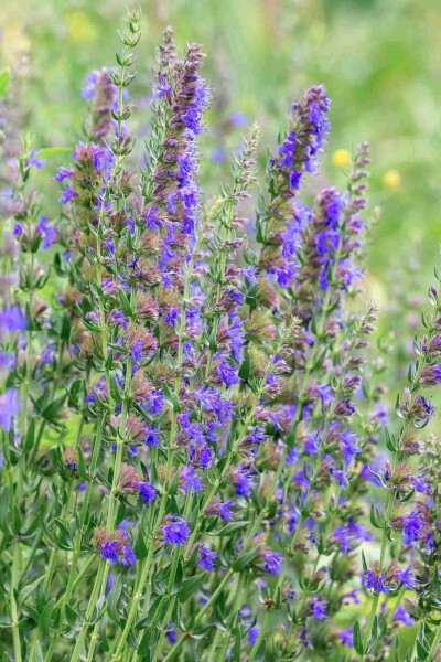 Hyssopus officinalis