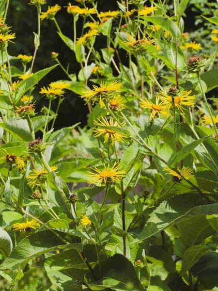 Inula magnifica Inula magnifica