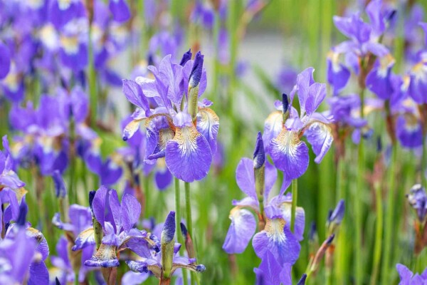 Iris sibirica Iris sibirica
