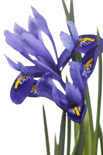 Iris versicolor Iris versicolor