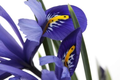 Iris versicolor