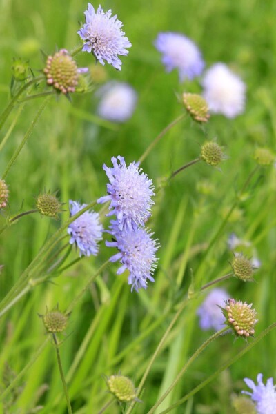 Knautia arvensis Knautia arvensis