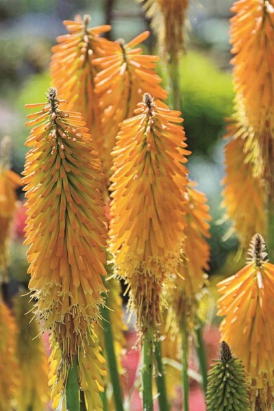 Kniphofia uvaria 'Mango Popsicle' Kniphofia uvaria 'Mango Popsicle'