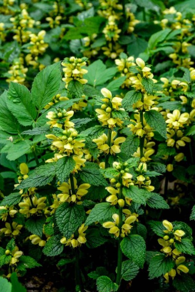 Lamiastrum galeobdolon Lamiastrum galeobdolon
