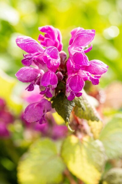 Lamium maculatum 'Beacon Silver' Lamium maculatum 'Beacon Silver'