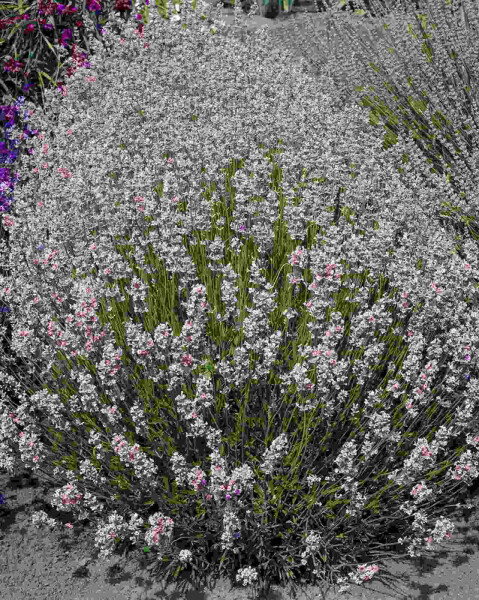 Lavandula angustifolia 'Rosea' Lavandula angustifolia 'Rosea'