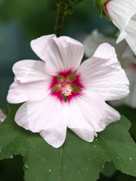 Lavatera olbia 'Blushing Bride' Lavatera olbia 'Blushing Bride'