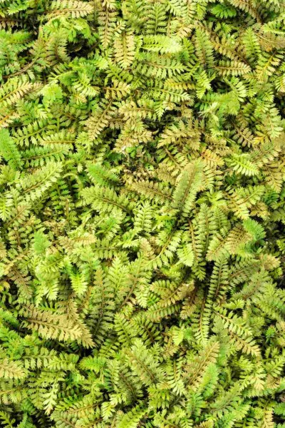Leptinella potentillina Leptinella potentillina