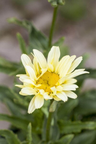Leucanthemum superbum 'Banana Cream' Leucanthemum superbum 'Banana Cream'