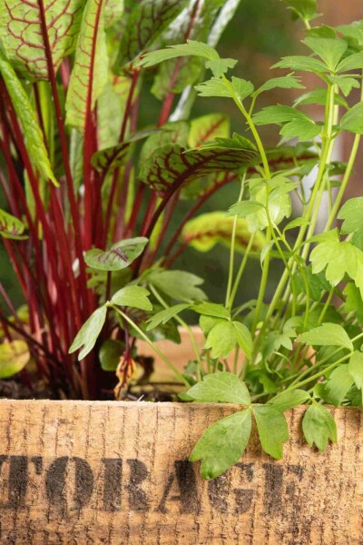 Levisticum officinale Levisticum officinale