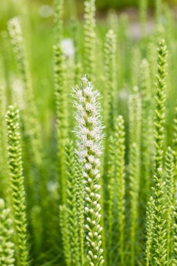 Liatris spicata 'Alba'