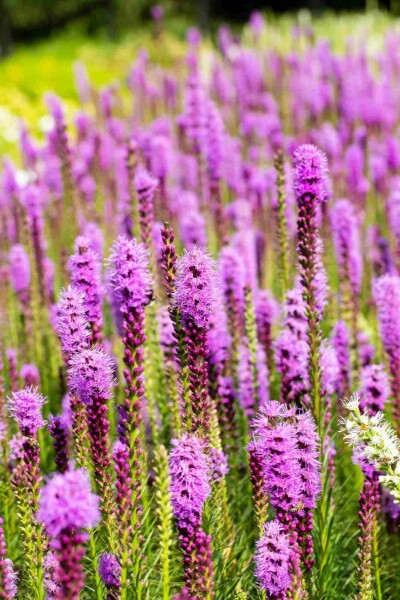 Liatris spicata Liatris spicata
