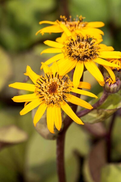Ligularia dentata Ligularia dentata