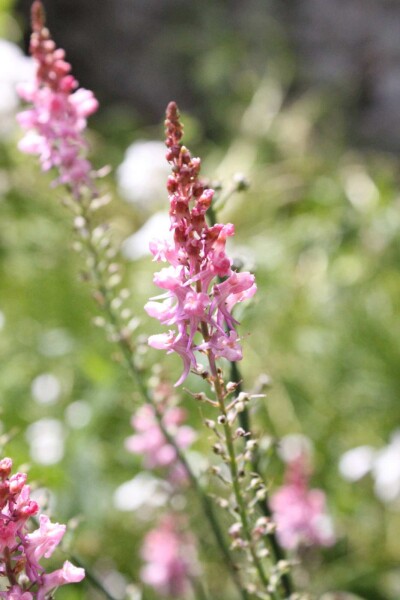 Linaria purpurea 'Canon J. Went' Linaria purpurea 'Canon J. Went'