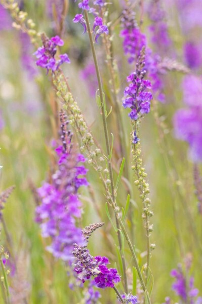Linaria purpurea Linaria purpurea