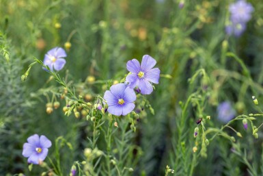 Linum perenne