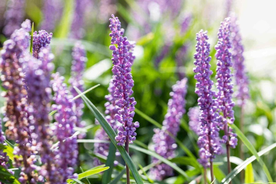 Druelilje Liriope muscari 'Big Blue' 5-10 potte P9 Liriope muscari 'Big Blue'