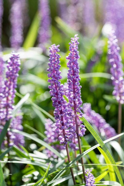 Liriope muscari 'Big Blue' Liriope muscari 'Big Blue'